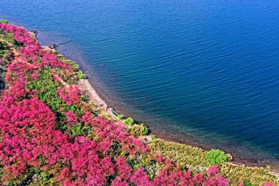 抚仙湖东岸樱花盛开