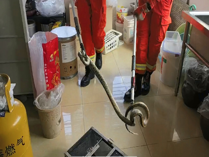 华宁：接龙新村速擒菜花蛇解民忧
