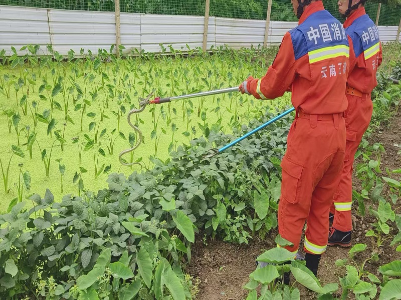 高新：春和街道中所抓蛇解民忧